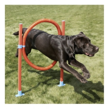 Rosewood - Agility Hoop Jump