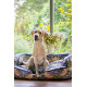 Morris &amp; Co - Strawberry Thief Dark Blue Dog Sofa Bed - M