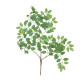 Essential Green Wisteria Leaves