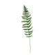 Large Ladder Fern Leaf (70cm)