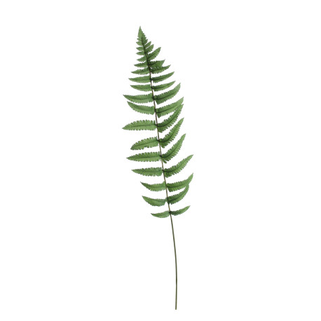 Large Ladder Fern Leaf (70cm)