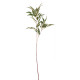 Ficus Benjamen Spray 25 inch