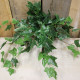 17&quot;&quot; English Ivy Bush
