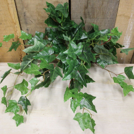 17"" English Ivy Bush