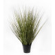 Festuca Grass Potted  (60cm)