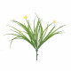 Firework Bush (30cm)