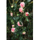 Luxury Pink Rose Garland 1.8m