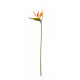 Small Bird of Paradise Stem