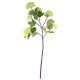 Green Garden Viburnum