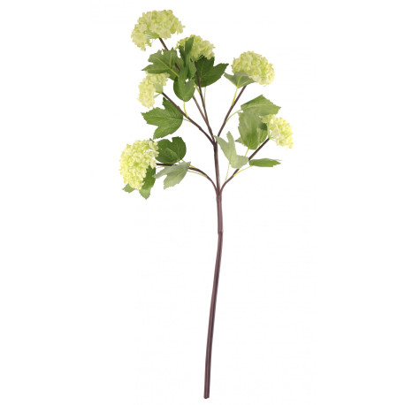 Green Garden Viburnum