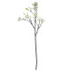Magnolia Branch Cream