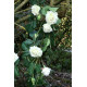 Luxury White Rose Garland 1.8m