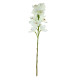 Tintagel Cymbidium Orchid White