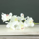 Tintagel Cymbidium Orchid White
