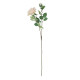 Tintagel Spray Rose Cream