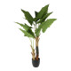 Fan Palm Potted House Plant (120cm)