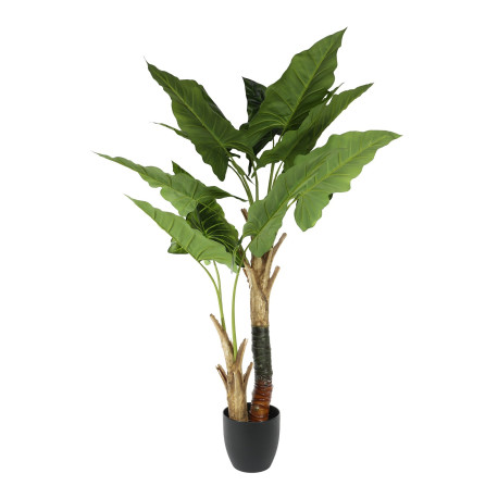 Fan Palm Potted House Plant (120cm)