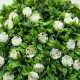 Set of 2 Decorative Artificial Plants, Ball Topiary Tree with Rose Flower in Pot, Fake Plants for Home Indoor Outdoor Decor, 60c