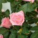 Set of Two Faux Rose Plants, with Pots