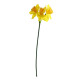Essential Yellow Mini Daffodil (3 Heads)