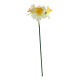 Essential White Mini Daffodil (3 Heads)
