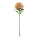 Essential Peach Giant Hydrangea